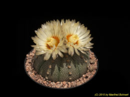 Astrophytum asterias 3428